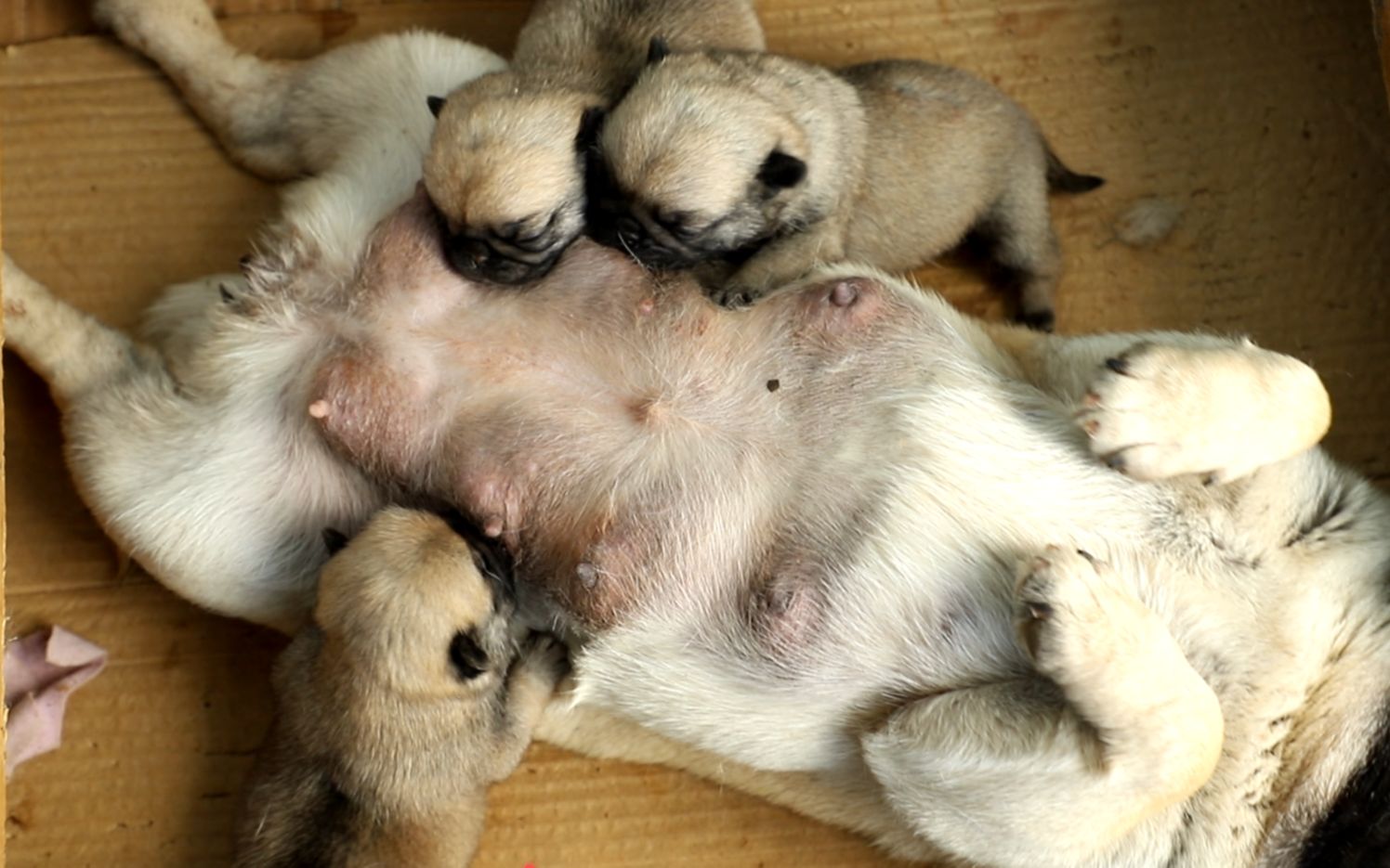 巴哥犬刚出生的样子图片