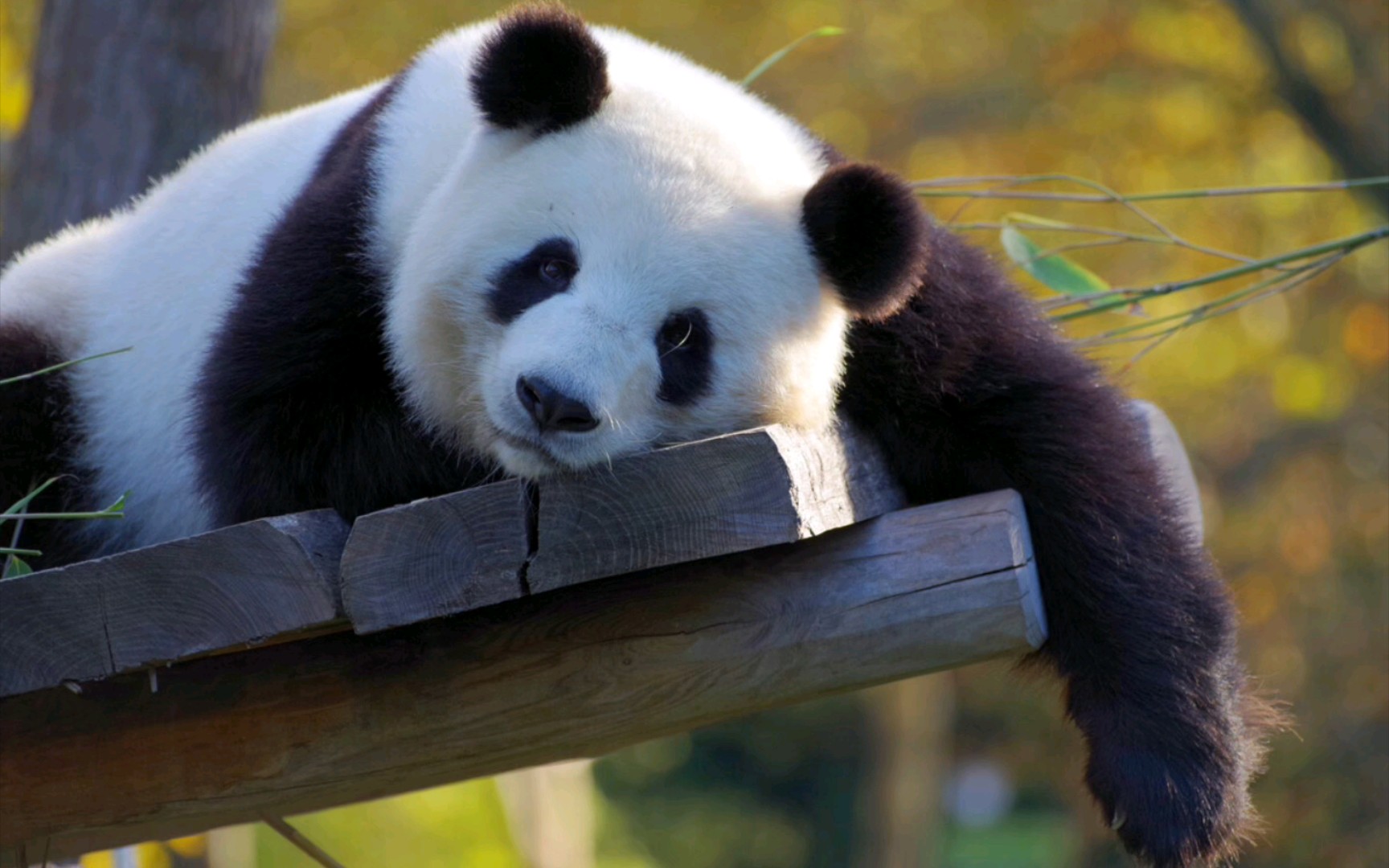 米儿熊猫高能时刻图片