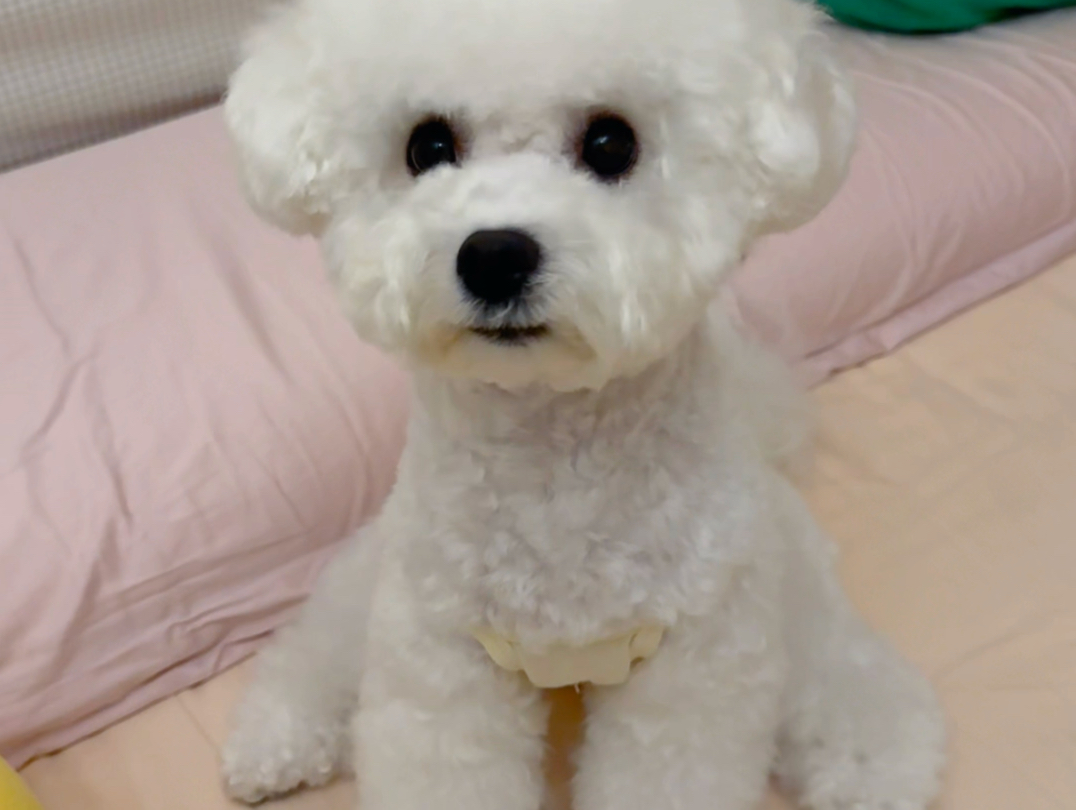 emmmm,小狗都是这个坐姿嘛?