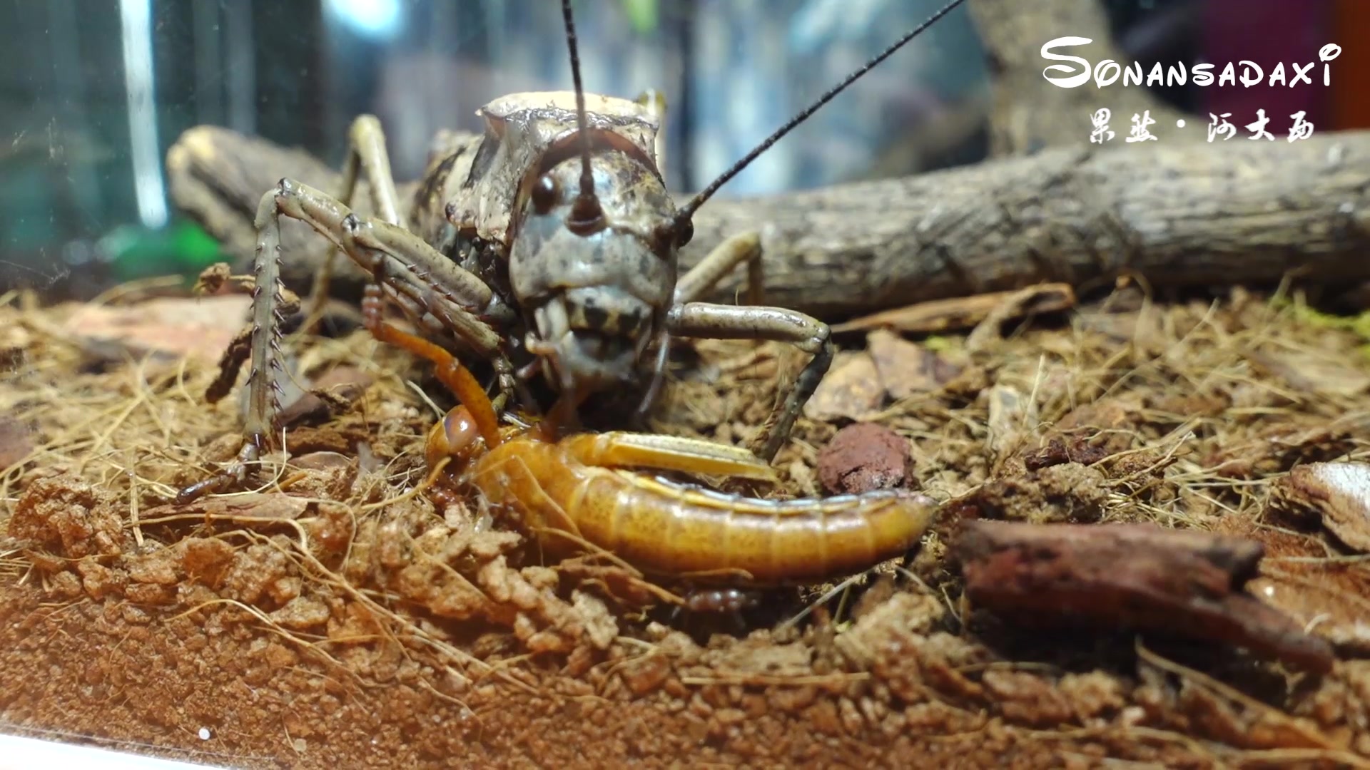 果然阿大西硕螽捕食完整版如果感到不适也抱歉了哈