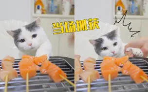 Download Video: 抓到一只偷鱼猫，怎么处理？