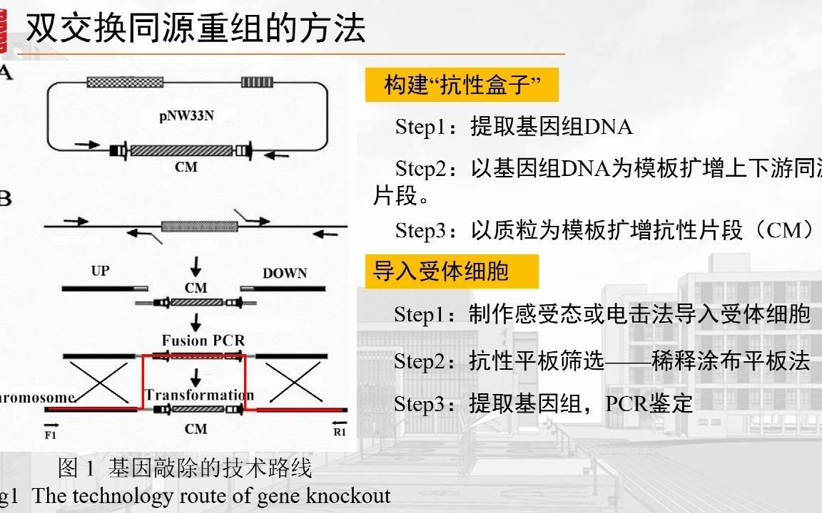 [图]一种基因敲除方法：同源重组双交换