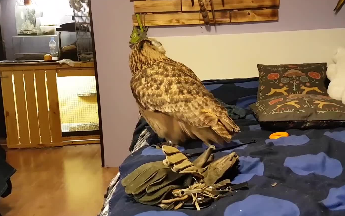 晚上在房间里面活跃的雕鸮yoll