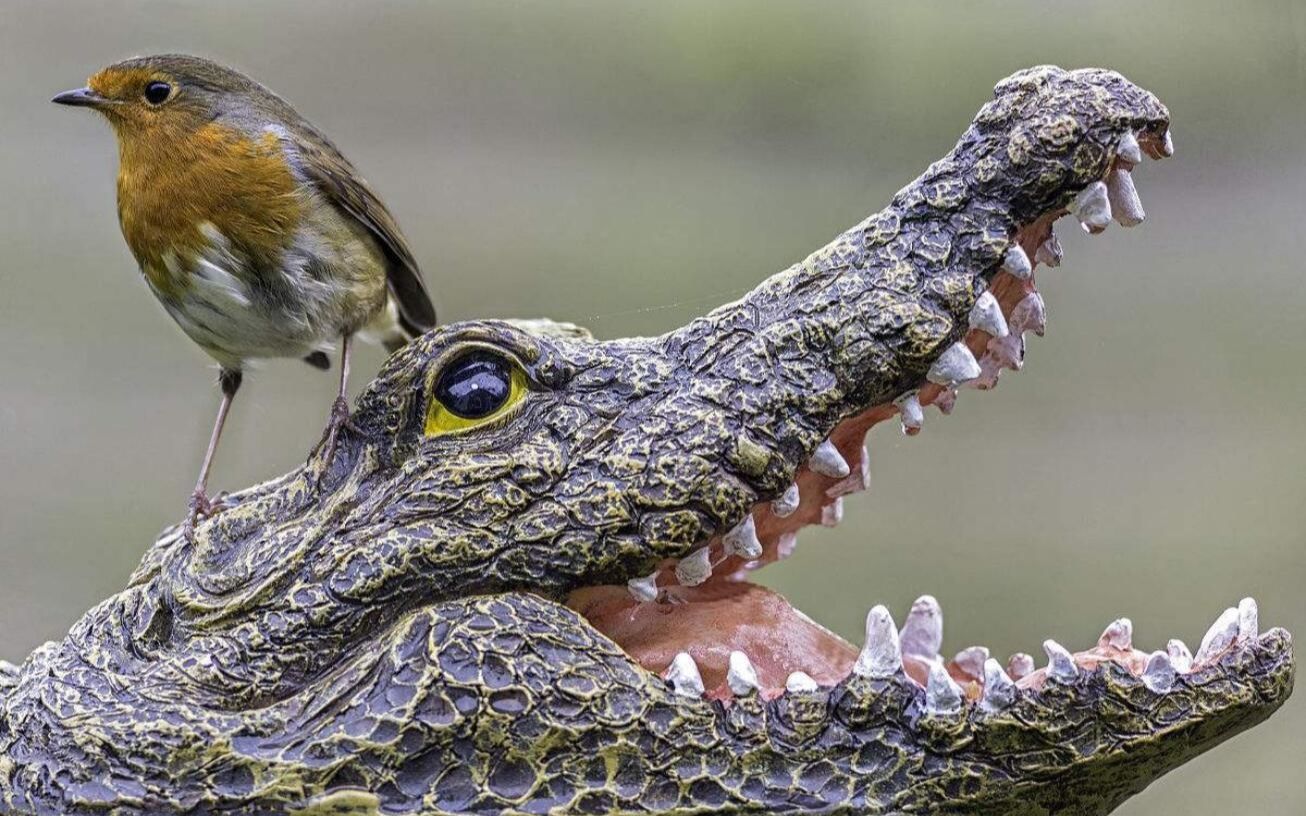 世界上头最大的鸟却是鳄鱼唯一的天敌为什么看见人就鞠躬