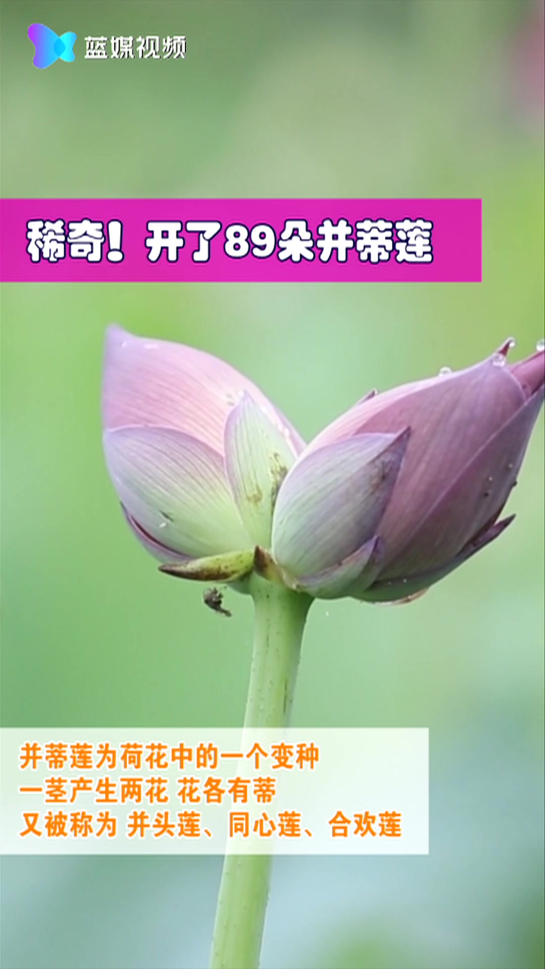 [图]稀奇！两亩地开了89朵并蒂莲