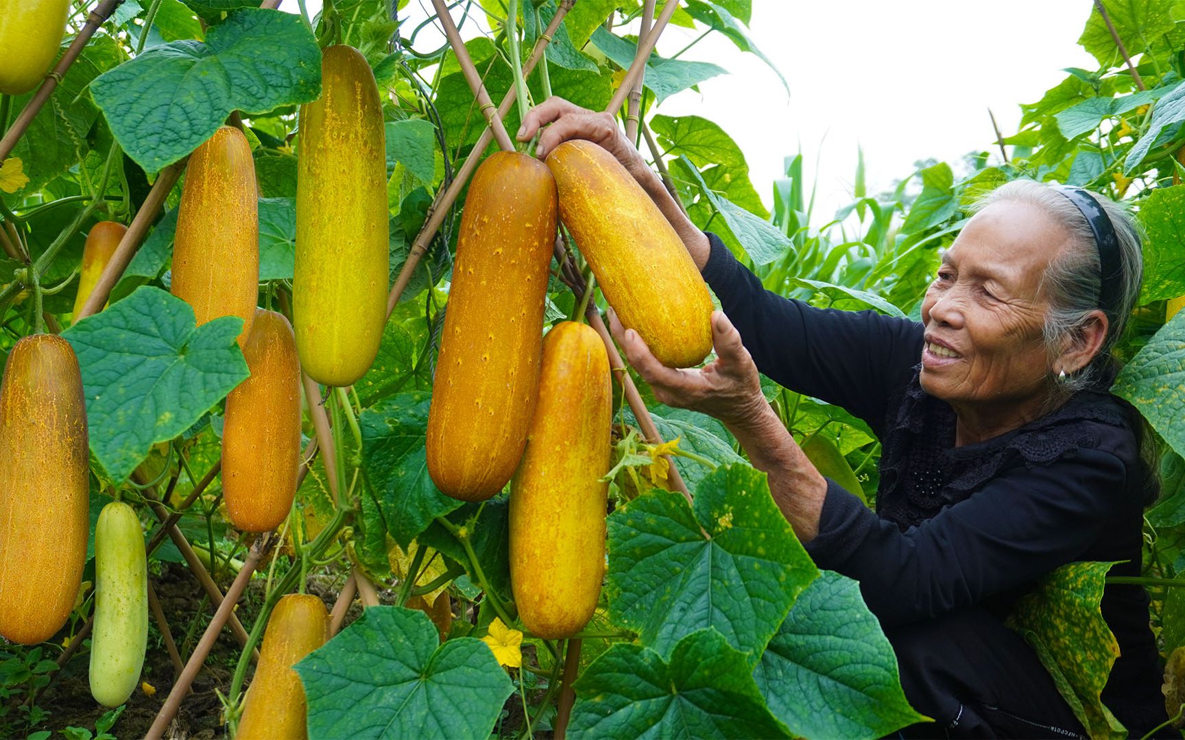 活动  黄瓜大丰收,阿婆摘75斤瓜卖35块,开心的不得了