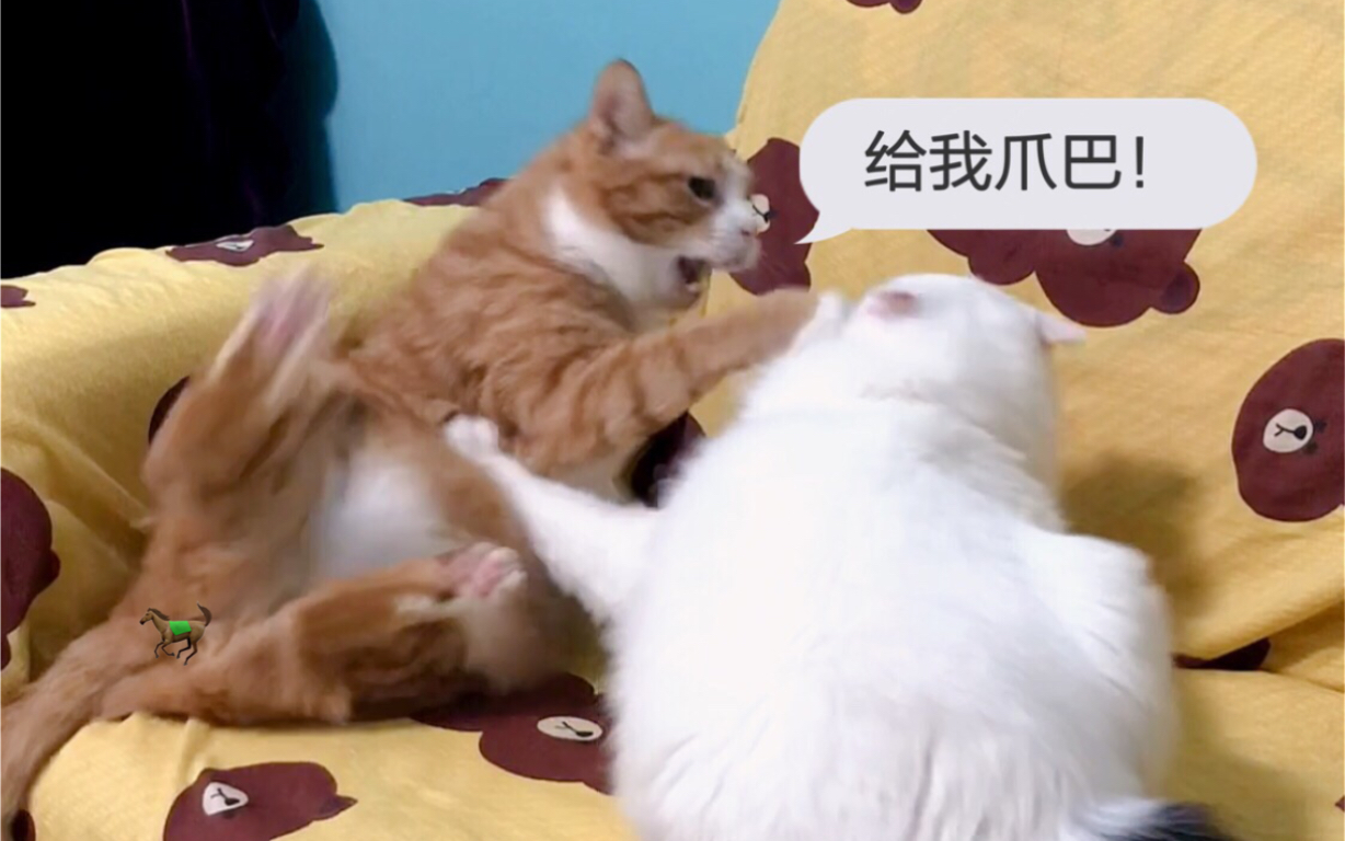 阿咪趁猫之危给我爪巴一边去