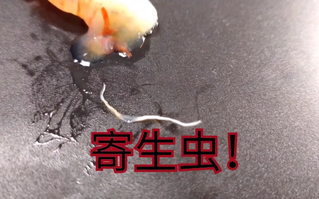 危海虾吃出清晰可见的整条寄生虫胆小勿入