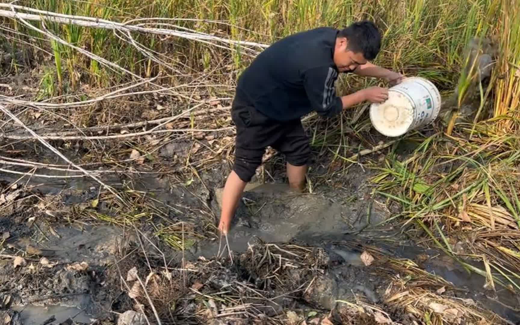 芦苇荡黑坑干枯,没想到泥里都是“大黑棒子”,这下发财了哔哩哔哩bilibili