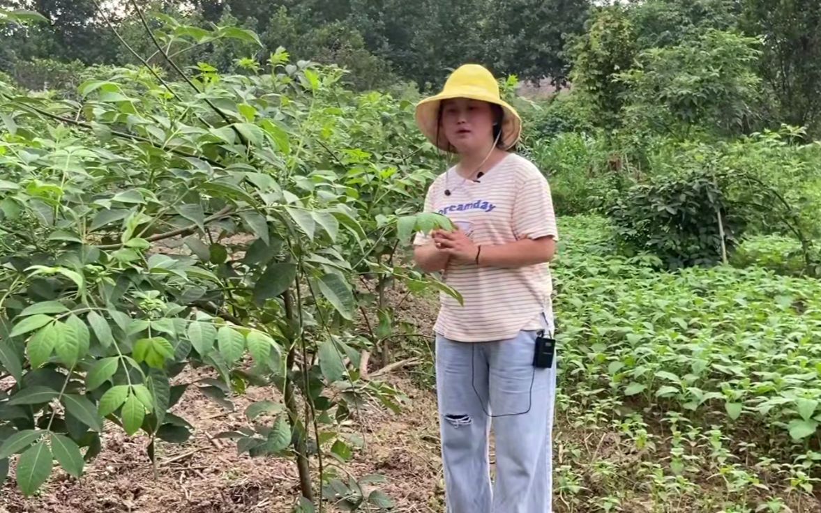 它是药材种植最暴利的一种,一斤能卖350元,产量低升值空间大!哔哩哔哩bilibili