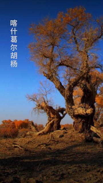 刀郎深情演唱《喀什葛尔胡杨》发于2004年12月29日独特的嗓音 经典