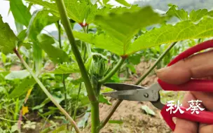 Скачать видео: 种秋葵想高产，做好这2点，后期一片叶子一个果摘都摘不完