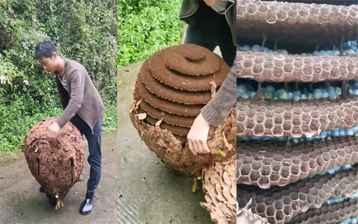 小伙在山上捡了个巨型蜂窝,外表粗造简陋,剥开外壳后有大惊喜