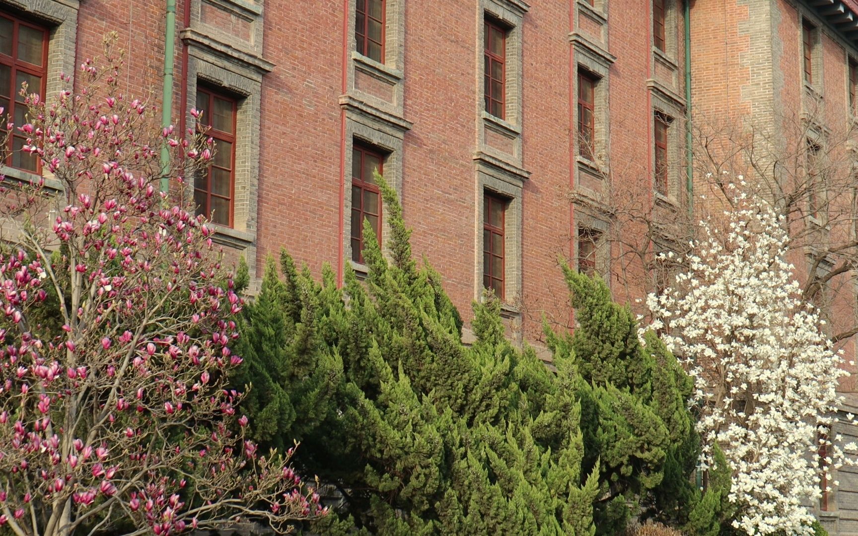 北大红楼的花开了