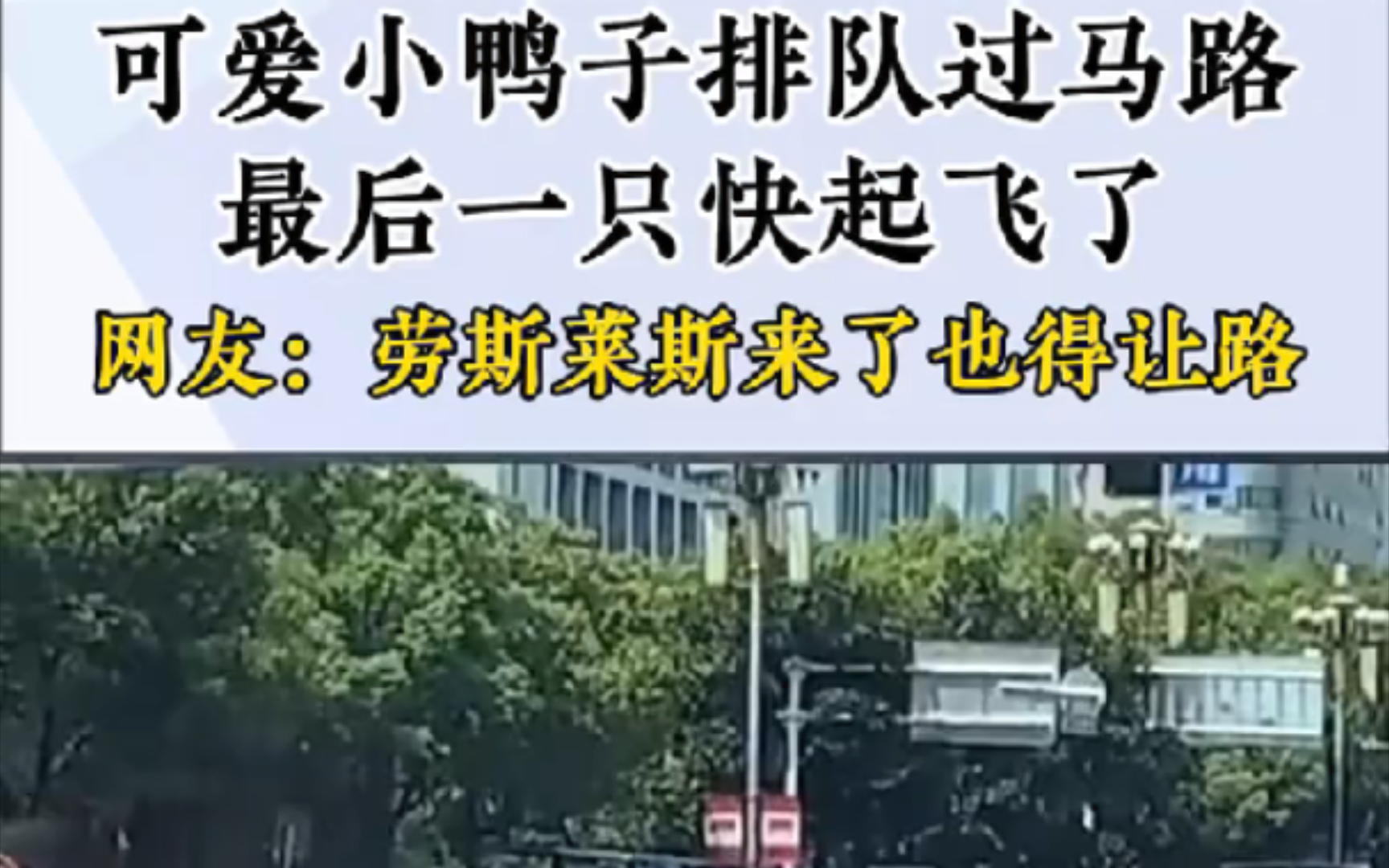 "进京赶烤的一群鸭子