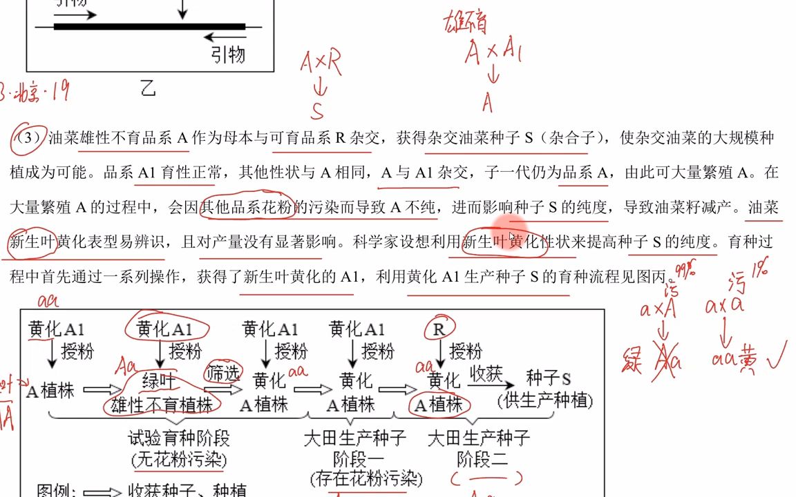 【高考生物真题】2023北京卷T19(3)油菜的新生叶黄化,和提高杂交种子的纯度哔哩哔哩bilibili