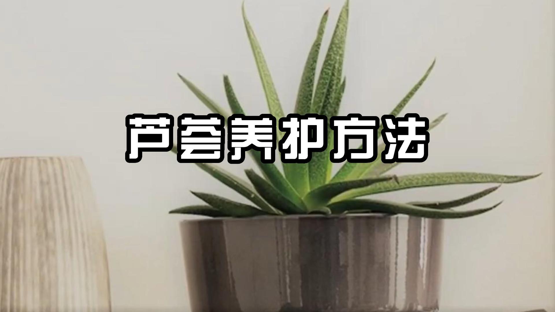 芦荟盆栽种植养护技术哔哩哔哩bilibili