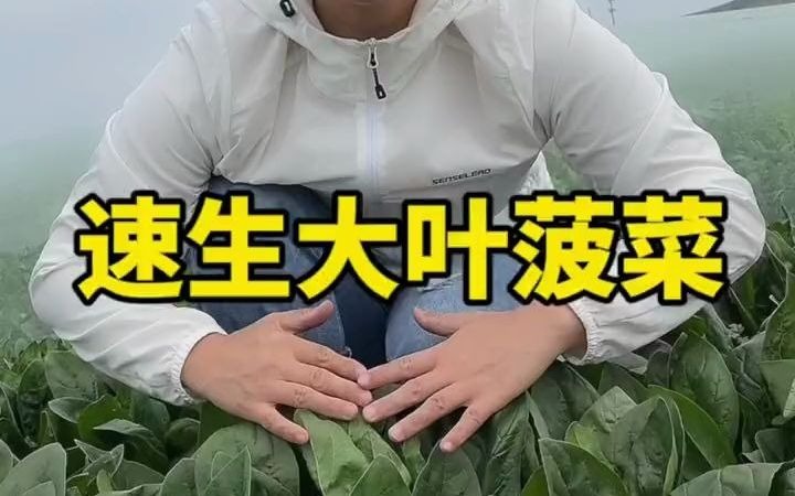 【聊三农】推荐一款速生大叶菠菜,它3天发芽30天采收,多种一些可以吃到明年春天哔哩哔哩bilibili