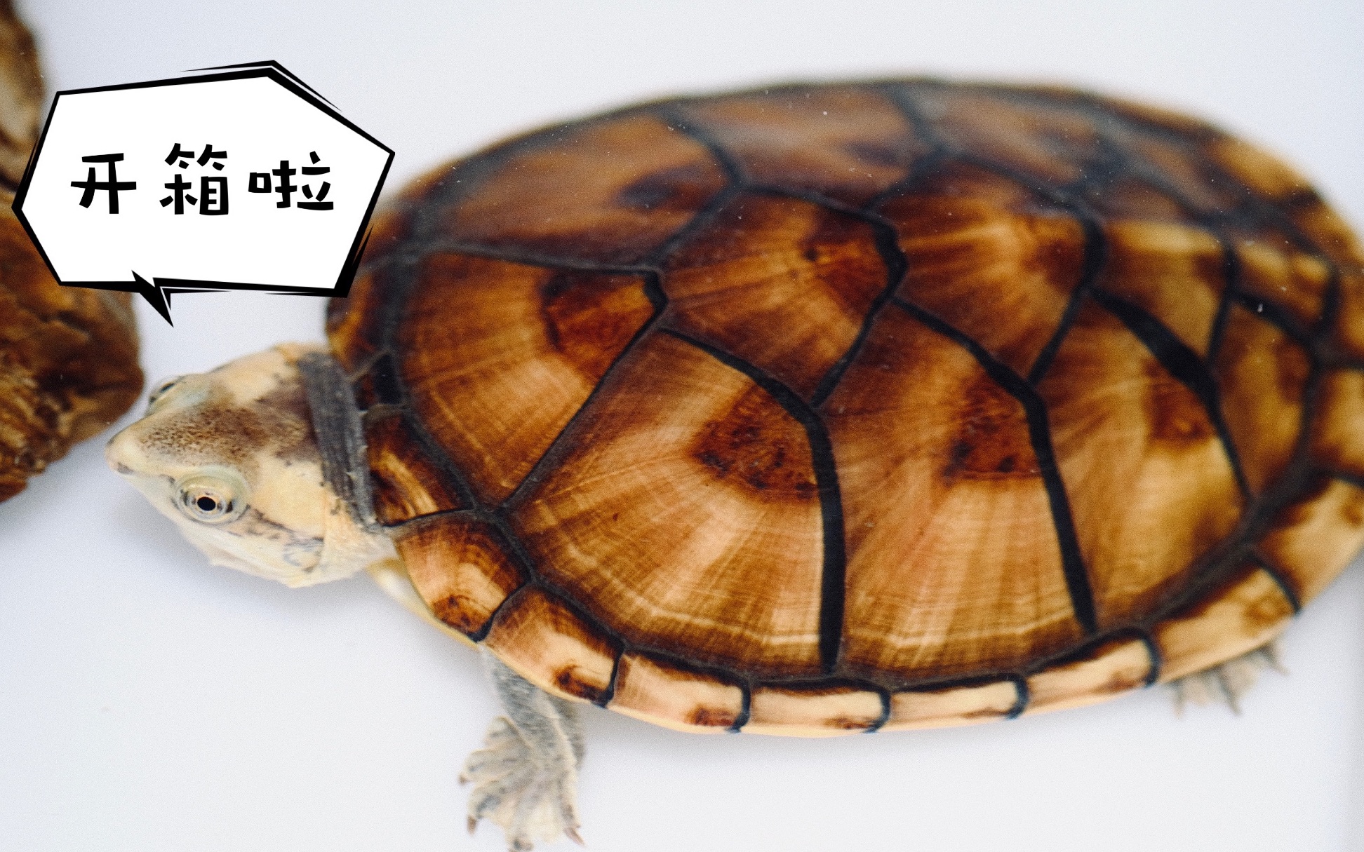 今天来开个箱白唇蛋龟