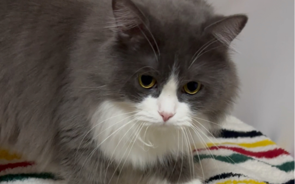 见过这么软萌的小猫咪吗