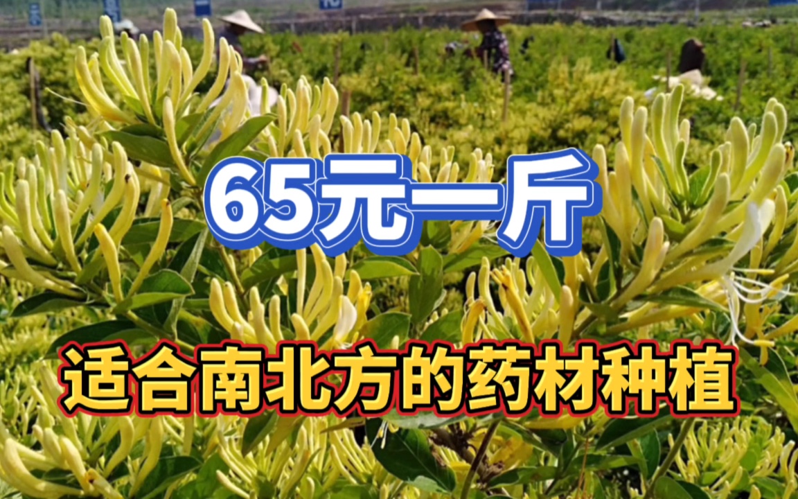 2023赚钱的药材,种30亩利润26万,种一年可收30年,适合南北方种哔哩哔哩bilibili