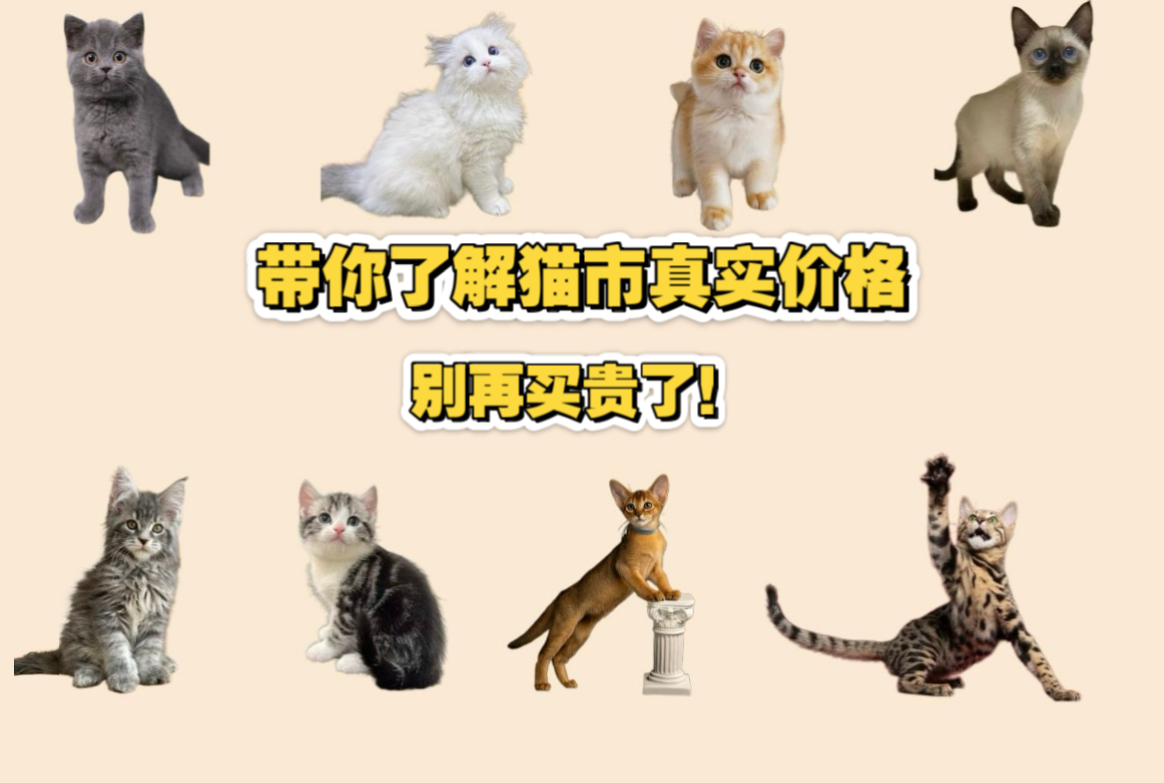 带你了解宠物猫市价格有多便宜!蓝猫150?美短200一只?哔哩哔哩bilibili