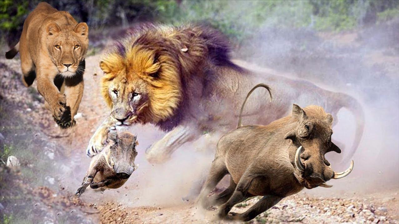 狮子捕食野猪,结果野猪的速度让狮子望尘莫及