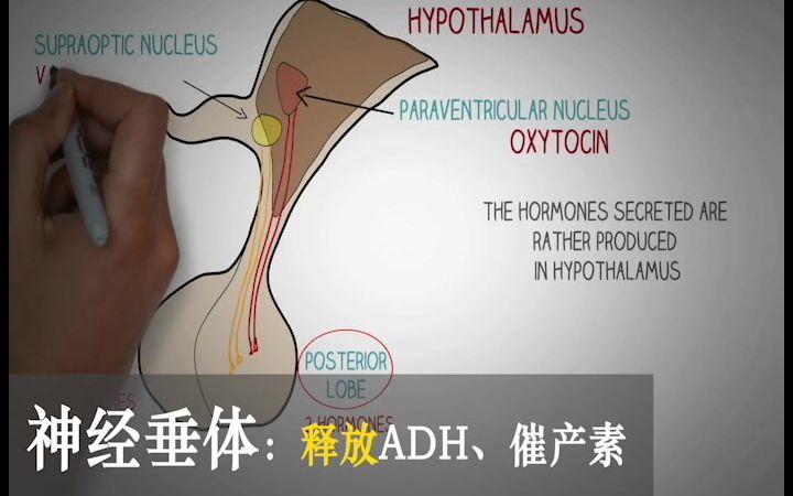 【人解三分钟】内分泌器官及分泌激素:促甲状腺激素释放激素和促甲状腺激素,他们有什么故事?下丘脑垂体胰岛各自分泌什么激素?哔哩哔哩bilibili