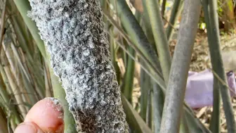 下载视频: 竹茎扁蚜（密恐慎入）