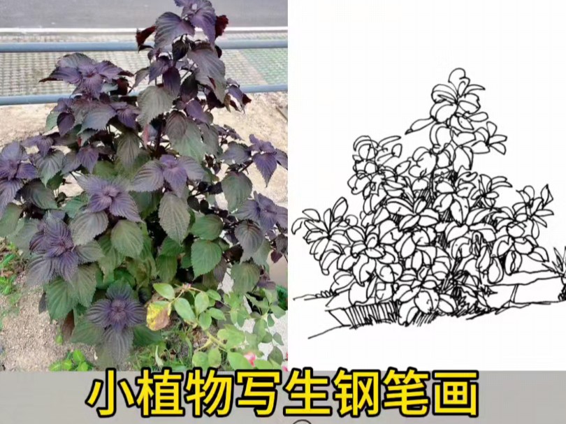 写生植物图片手绘图片