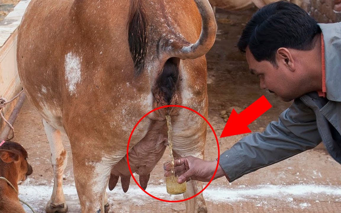 印度人喝牛尿?不仅自己喝还把它制作成饮料要推向全世界!