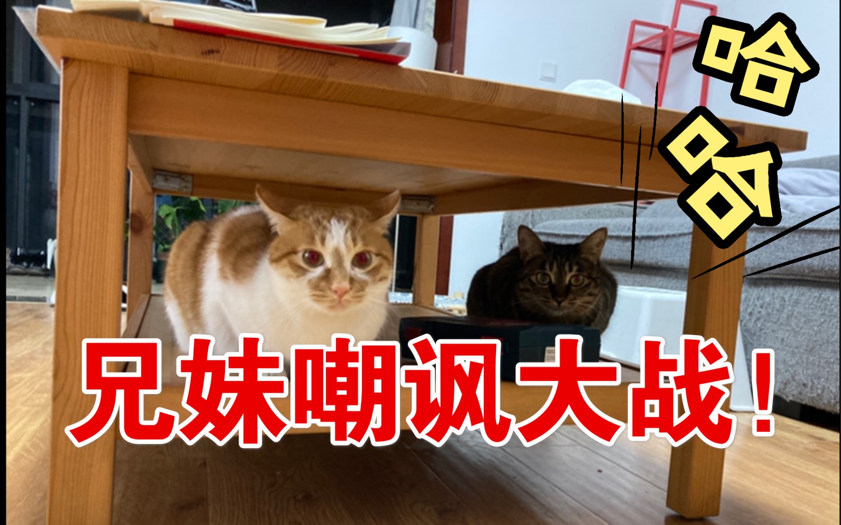 【狗子和二蛋】除了吃饭和睡觉,可能就只剩下打架了_哔哩哔哩 (゜-゜)