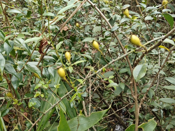 黄精,千层塔,羊乳,野菊花,金樱子,金银花,阴地蕨,六角莲,一枝黄花,香薷,淫羊藿,野木瓜,南五味子,石见穿等.功效介绍和一些用途同步微信...