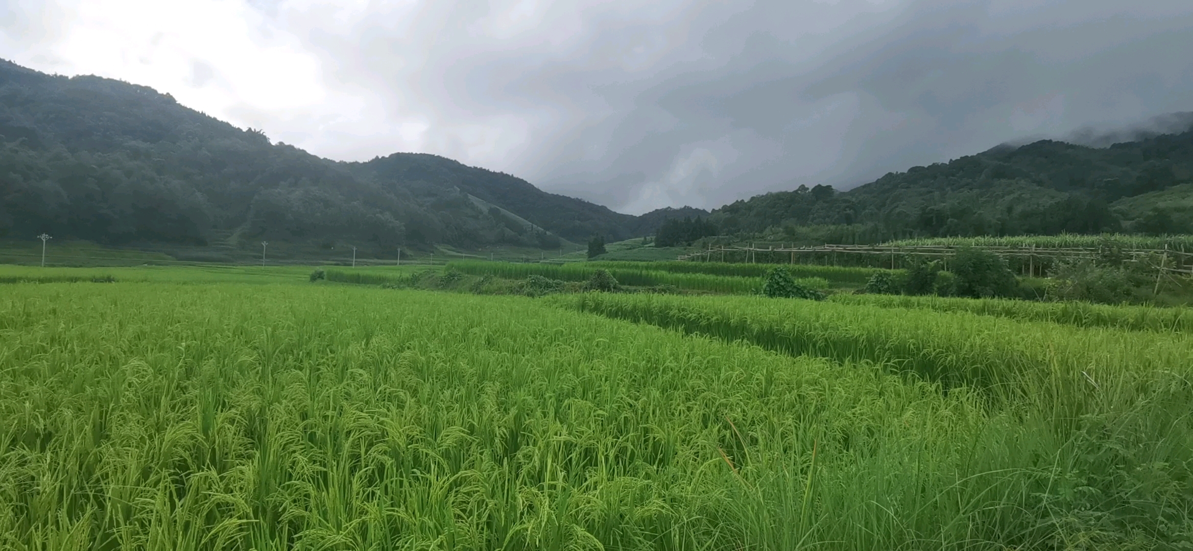 [图]谷 花 飘 香