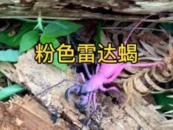 Download Video: 神秘生物出现！这是什么虫子？