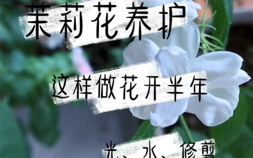 茉莉花|这样做花开半年(光、水、修剪)哔哩哔哩bilibili