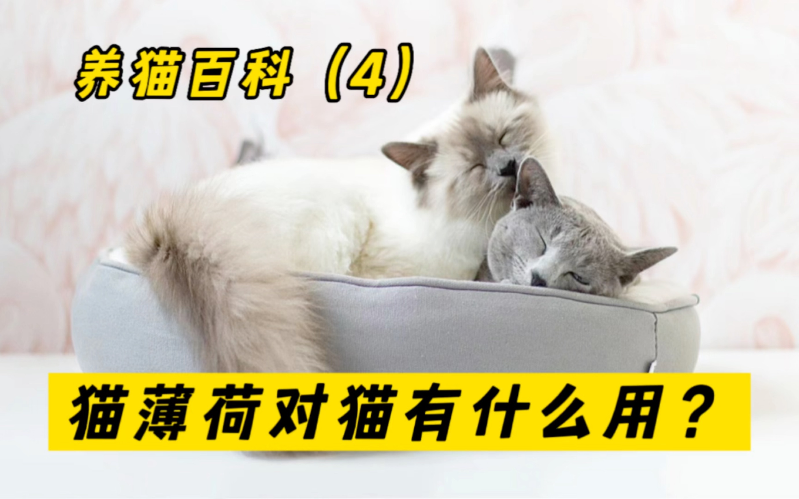 猫薄荷怎么用?猫薄荷对猫有害吗?哔哩哔哩bilibili