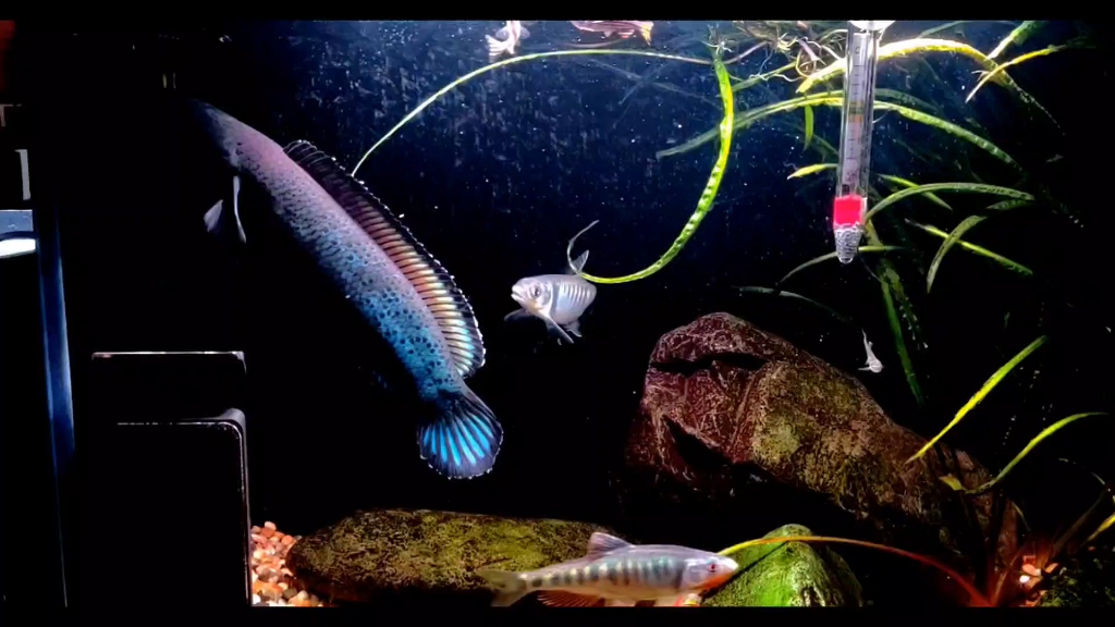 狂暴雷龙混养斑马鱼和鱲,一起喂食(混了三个月记录一哈)