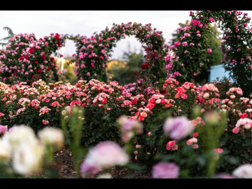 云南大学玫瑰园和晚霞