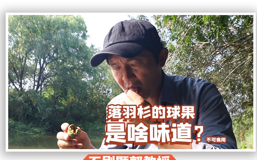 落羽杉的球果,啥味道的呢?哔哩哔哩bilibili