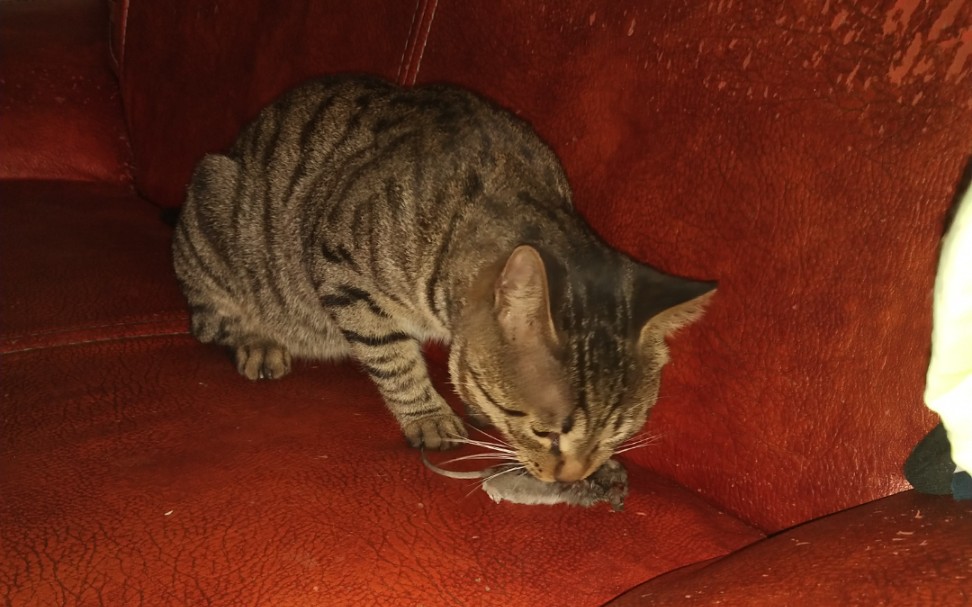 慎入,狸花猫吃老鼠