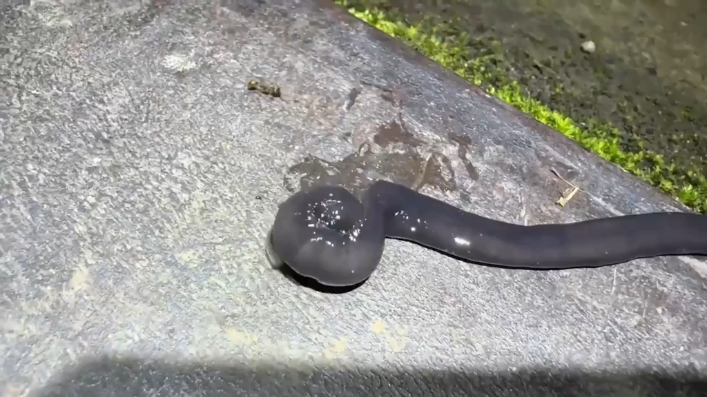 笄蛭涡虫丸吞蜗牛,如果地球上如果有两米长的笄蛭涡虫,那人类会也在它