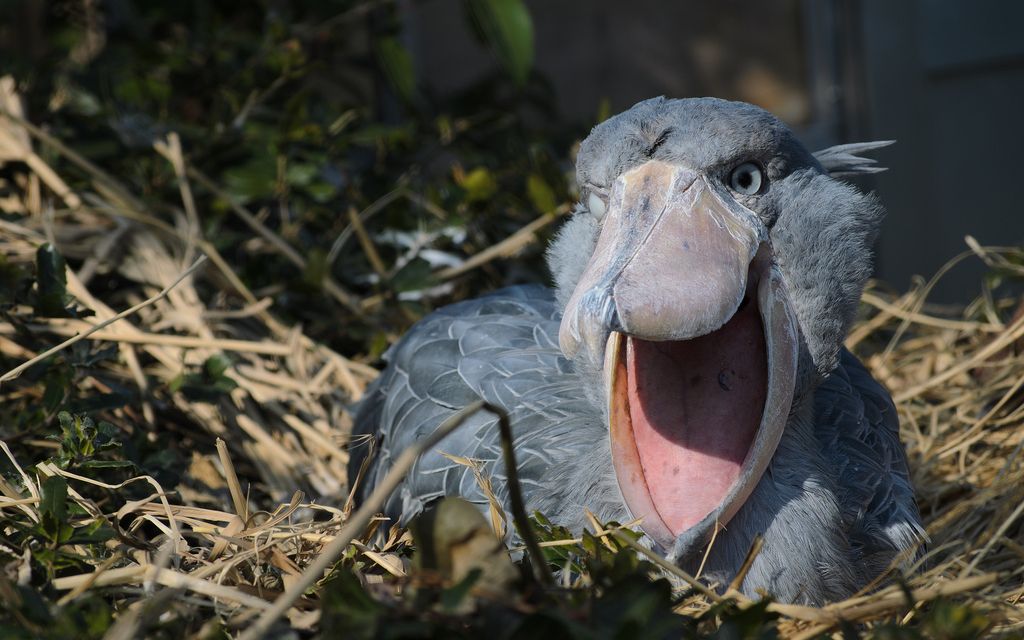 鲸头鹳这种傻鸟是怎么混到现在还没灭绝的?╮(╯▽╰)╭