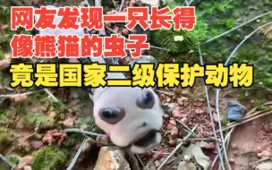 Descargar video: 网友发现一只长得像熊猫的虫子，竟是国家二级保护动物