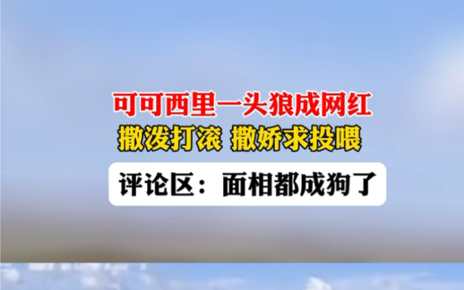 [图]10月19日报道 #可可西里一头狼成网红 撒泼打滚求过路车投喂，跟从前相比“胖若两狼”。评论区：这头狼面相都成狗了。