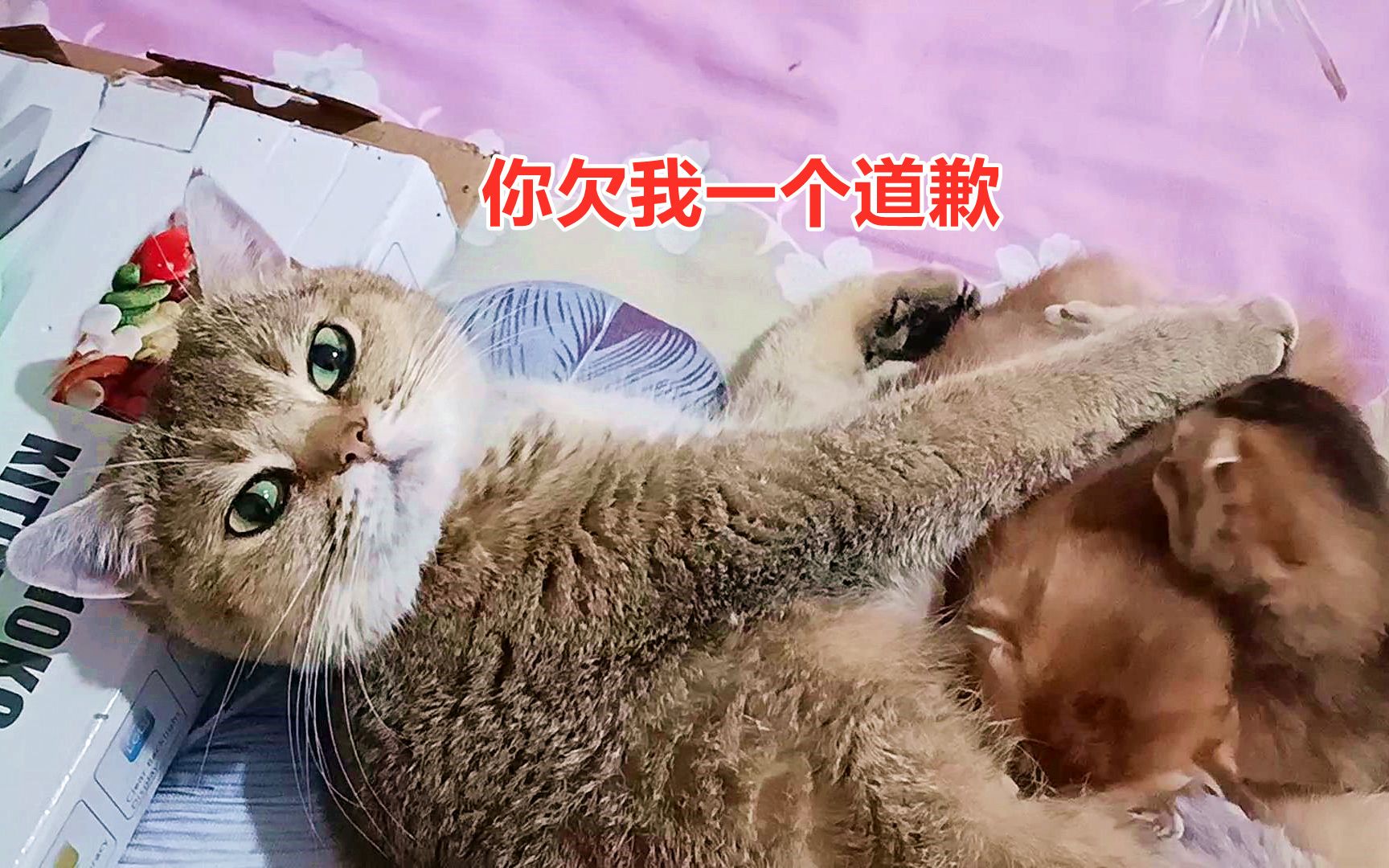 猫妈正在喂小奶猫,突然被主人吓到,它等待主人道歉的表情太好玩哔哩哔哩bilibili