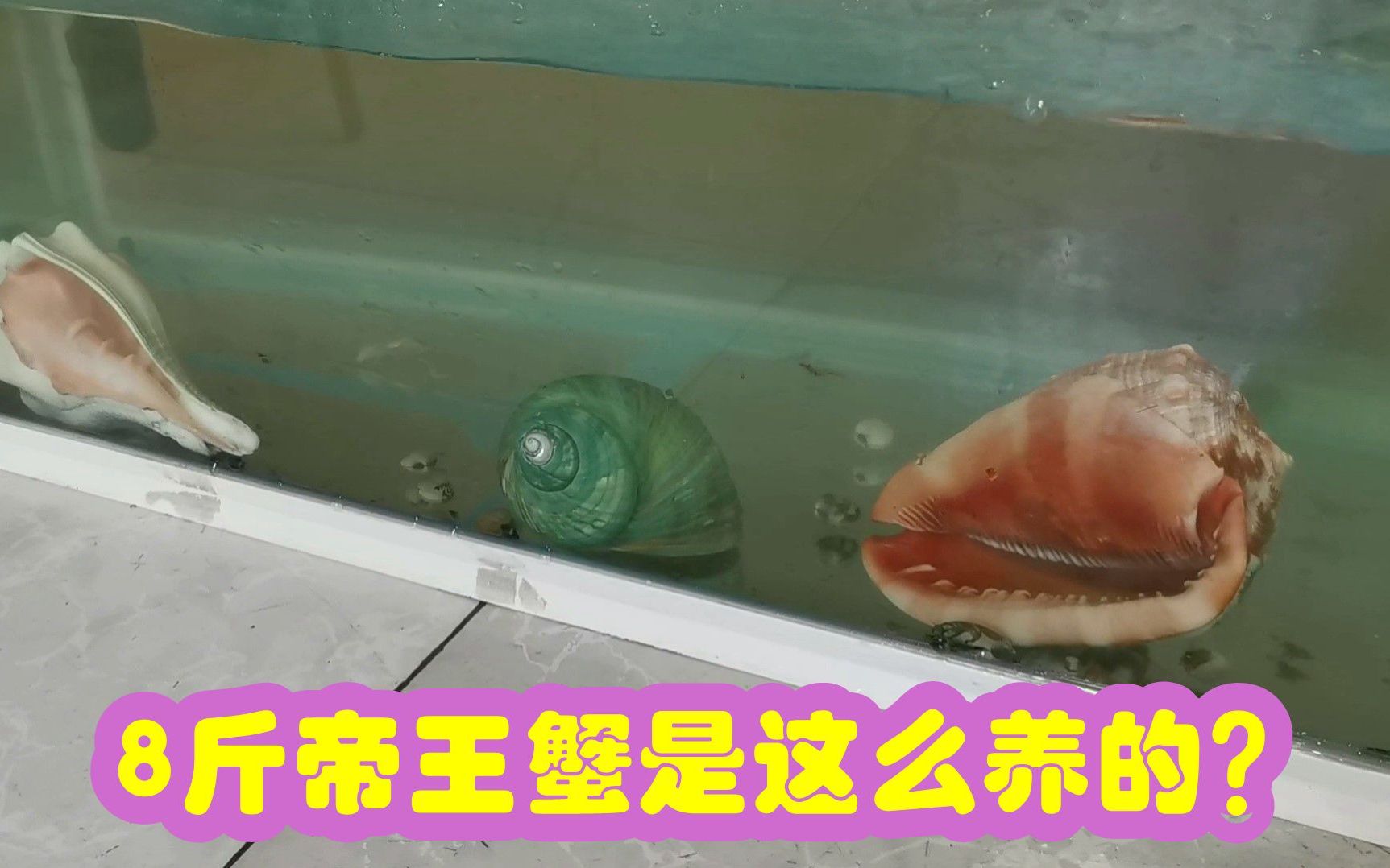 赶海抓蟹苗,用大水族箱开始搞养殖,想养8斤的帝王蟹是开玩笑不哔哩哔哩bilibili