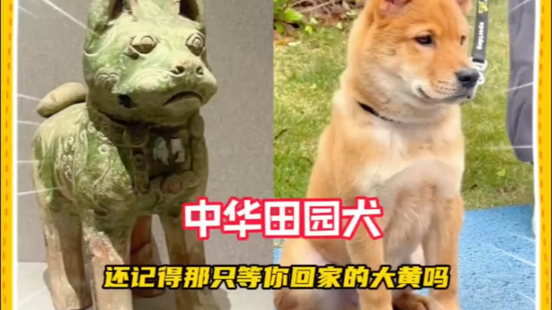 土狗是本地的叫法,出国了请叫它华夏帝皇犬