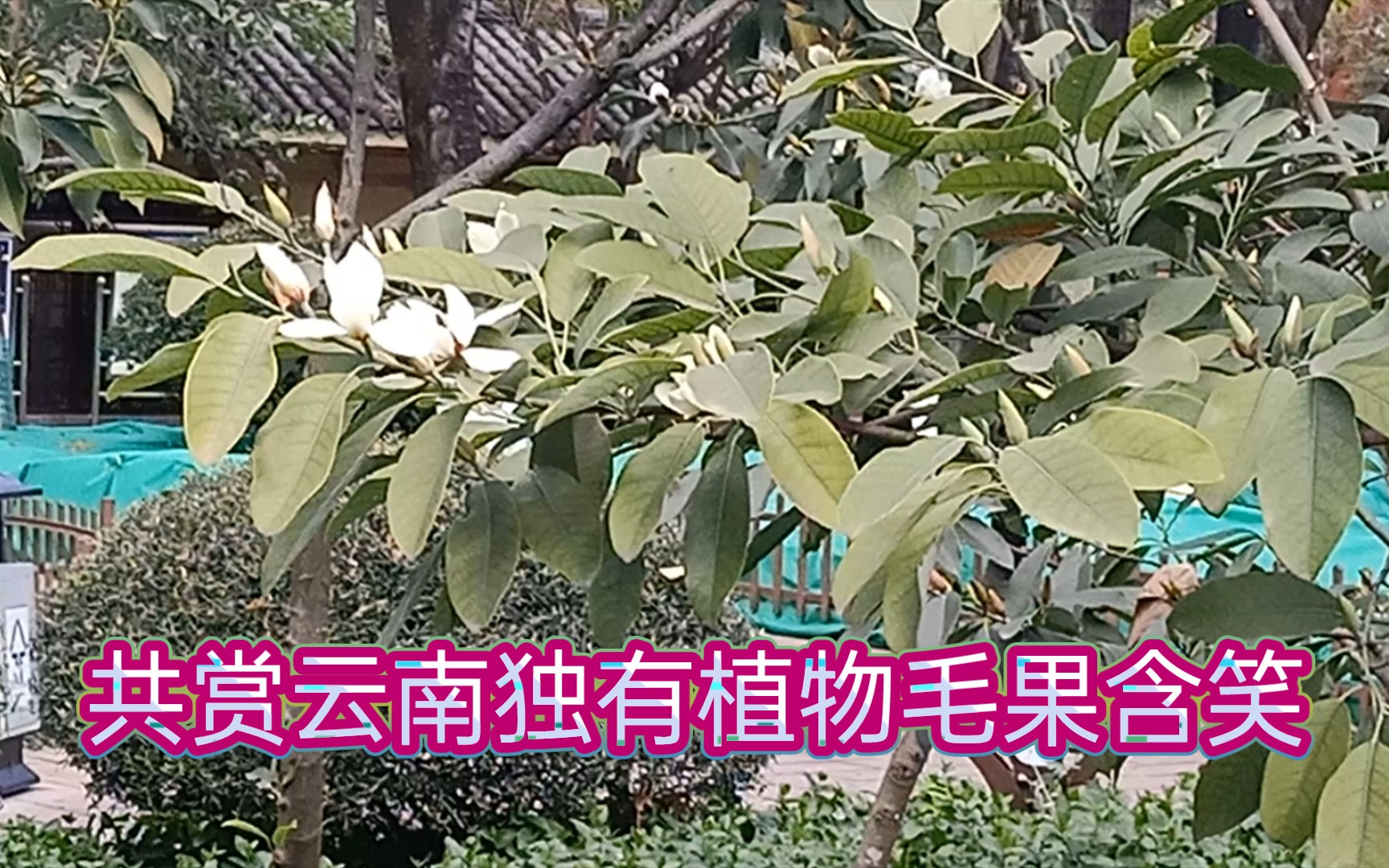 一天赏一花今天共赏云南独有的毛果含笑