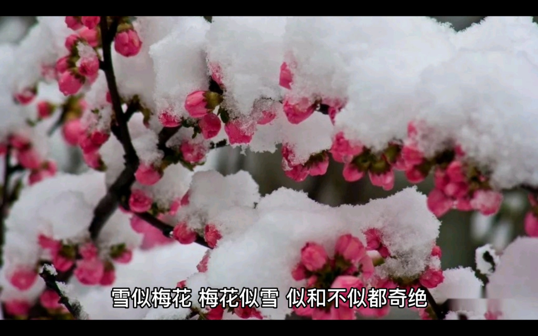 [图]AI朗诵-宋代·吕本中“踏莎行·雪似梅花”